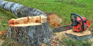 How Our Tree Care Process Works  in  Taos Pueblo, NM