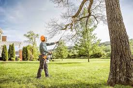 Best Tree Preservation Services  in Taos Pueblo, NM