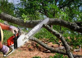 Best Hazardous Tree Removal  in Taos Pueblo, NM