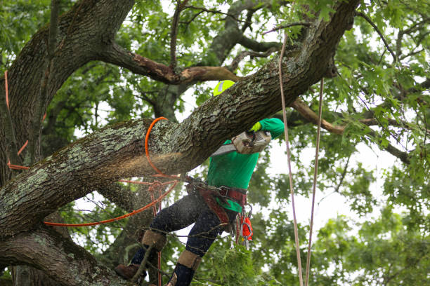 Best Storm Damage Tree Cleanup  in Taos Pueblo, NM
