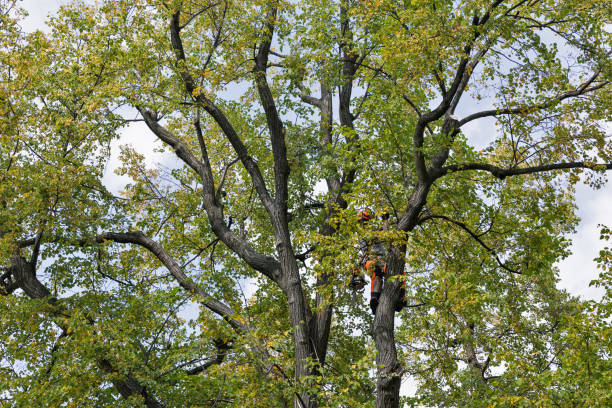 Best Tree Health Inspection  in Taos Pueblo, NM